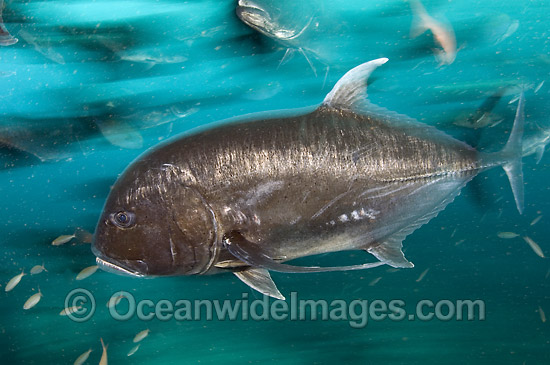 Giant Trevally Caranx ignobilis photo Giant Trevally Caranx ignobilis photo