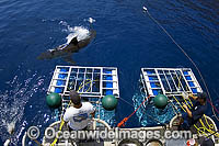 Divers in Shark Cage Photo - MIchael Patrick O'Neill