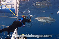 Divers in Shark Cage Photo - MIchael Patrick O'Neill
