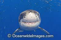 Great White Shark Carcharodon carcharias Photo - MIchael Patrick O'Neill