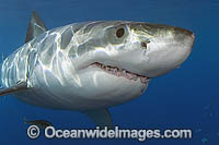 Great White Shark underwater Photo - MIchael Patrick O'Neill