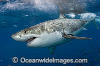Great White Shark underwater Photo - MIchael Patrick O'Neill