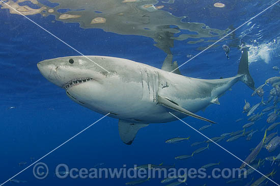 Great White Shark Carcharodon carcharias photo