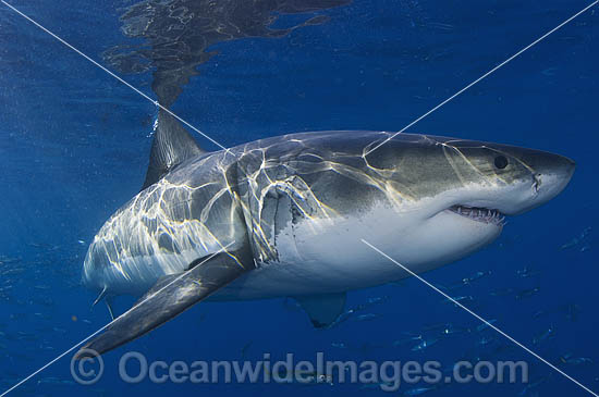 Great White Shark Carcharodon carcharias photo