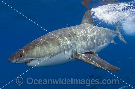 Great White Shark photo