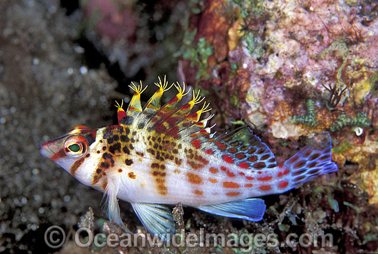 Coral Hawkfish Cirrhitichthys falco photo Coral Hawkfish Cirrhitichthys falco photo