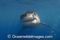 Great White Shark Photo - MIchael Patrick O'Neill