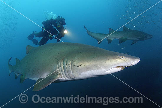 Scuba Diver Grey Nurse Shark photo Scuba Diver Grey Nurse Shark photo