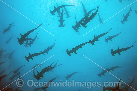 Schooling Scalloped Hammerhead Sharks photo Schooling Scalloped Hammerhead Sharks photo