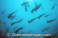 Schooling Scalloped Hammerhead Sharks Photo - Michael Patrick O'Neill