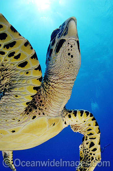 Hawksbill Sea Turtle Eretmochelys imbricata photo Hawksbill Sea Turtle Eretmochelys imbricata photo