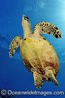 Hawksbill Sea Turtle Eretmochelys imbricata Photo - Michael Patrick O'Neill