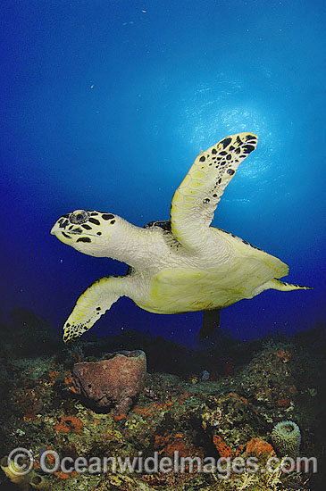Hawksbill Sea Turtle Eretmochelys imbricata photo Hawksbill Sea Turtle Eretmochelys imbricata photo