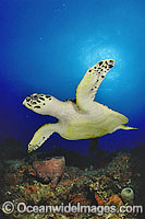 Hawksbill Sea Turtle Eretmochelys imbricata Photo - Michael Patrick O'Neill