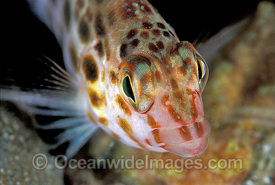 Pixy Hawkfish Cirrhitichthys oxycephalus photo Pixy Hawkfish Cirrhitichthys oxycephalus photo