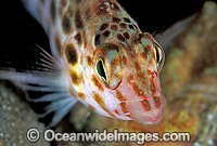 Pixy Hawkfish Cirrhitichthys oxycephalus Photo - Gary Bell