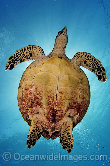 Hawksbill Sea Turtle photo Hawksbill Sea Turtle photo