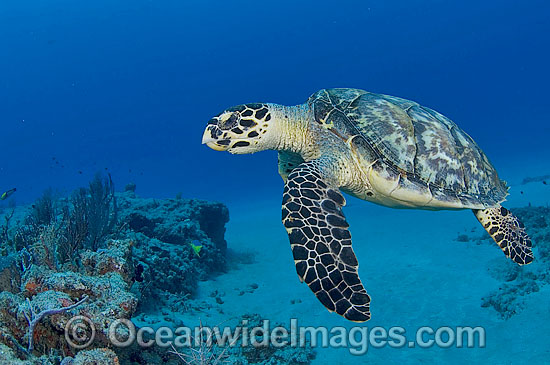 Hawksbill Sea Turtle Eretmochelys imbricata photo Hawksbill Sea Turtle Eretmochelys imbricata photo