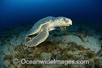 Kemp's Ridley Turtle Lepidochelys kempii Photo - Michael Patrick O'Neill