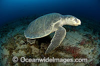 Kemp's Ridley Turtle Lepidochelys kempii Photo - Michael Patrick O'Neill