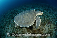 Kemp's Ridley Sea Turtle Photo - Michael Patrick O'Neill