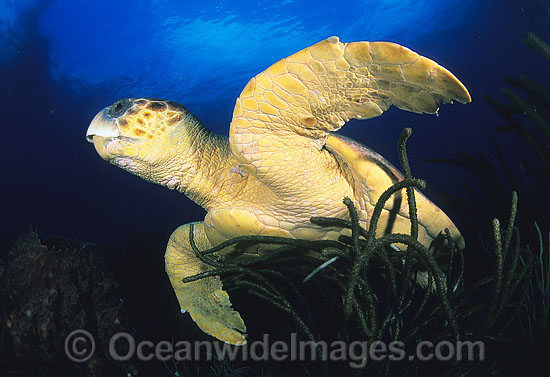 Loggerhead Sea Turtle Caretta caretta photo Loggerhead Sea Turtle Caretta caretta photo