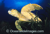 Loggerhead Sea Turtle Caretta caretta Photo - Michael Patrick O'Neill