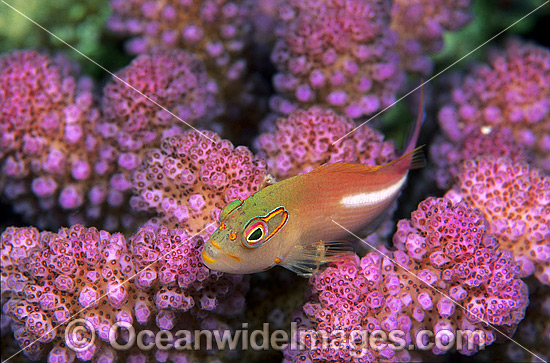 Ring-eyed Hawkfish Paracirrhites arcatus photo Ring-eyed Hawkfish Paracirrhites arcatus photo