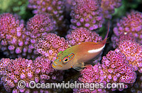 Ring-eyed Hawkfish Paracirrhites arcatus Photo - Gary Bell
