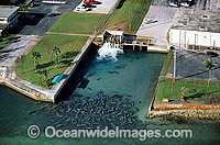 Florida Manatee Sea Cow Photo - Michael Patrick O'Neill