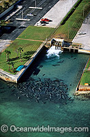 Florida Manatees Trichechus manatus latirostris Photo - Michael Patrick O'Neill
