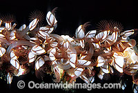 Pelagic Goose-neck Barnacle Lepas australis Photo - Gary Bell