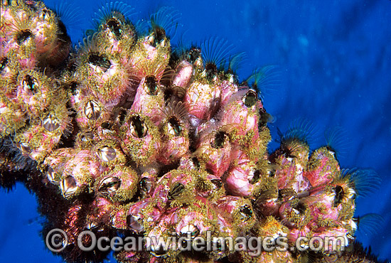 Barnacles Austrobalanus imperator photo