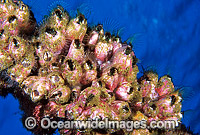Barnacles Austrobalanus imperator Photo - Gary Bell