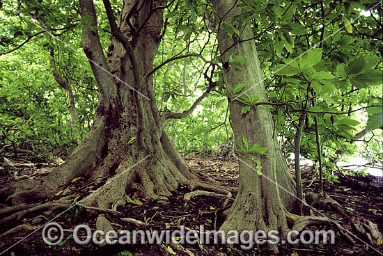 Pisonia Tree Pisonia grandis rainforest photo Pisonia Tree Pisonia grandis rainforest photo