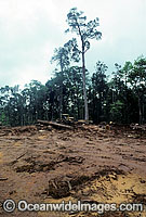 Rainforest Logging Papua New Guinea Photo - Gary Bell