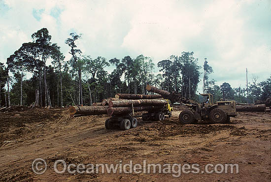Rainforest Logging Papua photo Rainforest Logging Papua photo