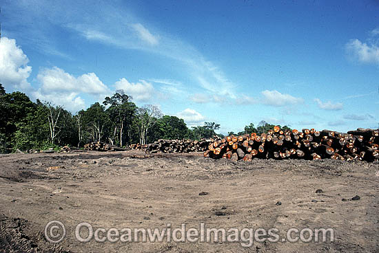 Rainforest Logging Papua photo Rainforest Logging Papua photo
