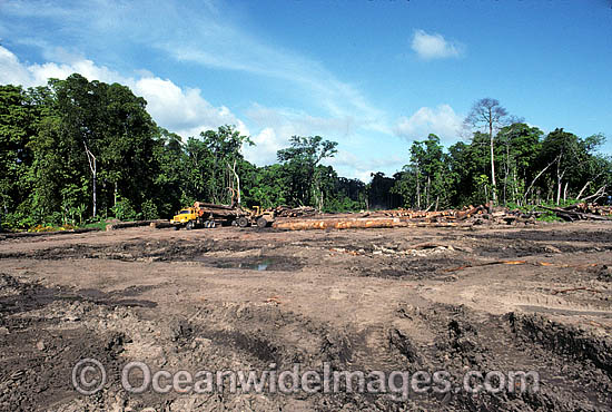 Malaysian Rainforest Logging photo Malaysian Rainforest Logging photo