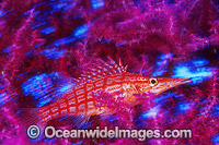 Long-nose Hawkfish Oxycirrhites typus Photo - Gary Bell