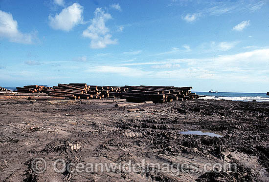 Malaysian Rainforest Logging photo Malaysian Rainforest Logging photo