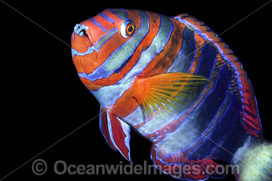Harlequin Tuskfish Choerodon fasciatus photo Harlequin Tuskfish Choerodon fasciatus photo