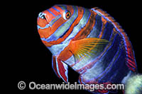 Harlequin Tuskfish Choerodon fasciatus Photo - Gary Bell