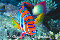 Harlequin Tuskfish Choerodon fasciatus Photo - Gary Bell