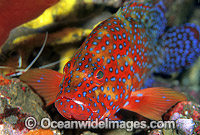 Coral Grouper Cephalopholis miniata Photo - Gary Bell