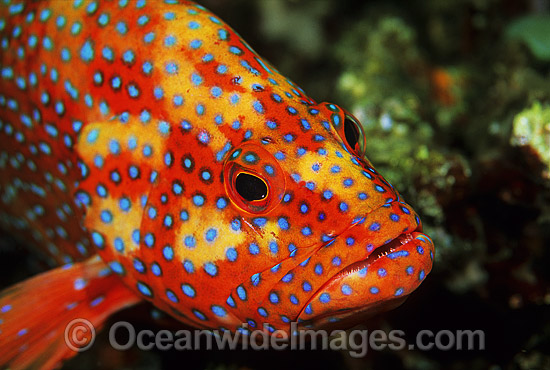 Coral Grouper Cephalopholis miniata photo