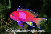 Square-spot Basslet Pseudanthias pleurotaenia Photo - Gary Bell