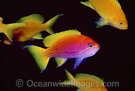 Two-spot Basslet Pseudanthias bimaculatus photo Two-spot Basslet Pseudanthias bimaculatus photo