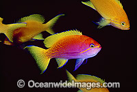 Two-spot Basslet Pseudanthias bimaculatus Photo - Gary Bell