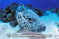 Epinephelus tukula Potato Grouper Photo - Gary Bell